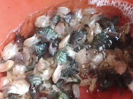 #迷你鹦鹉鱼 #养鱼养心 看看你鱼变浅色的原因吧 裸缸记得贴背景纸 鱼安全不容易惊吓