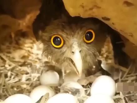 国王天空与国王毒液-蛇还喷洒了强大的毒液,老鹰仍然为蛋而战。 #猫头鹰 #猫科动物 #神奇动物 #蜥蜴