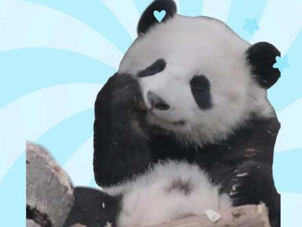 大家好,我是阳光熊仔艾斯,也可以叫我艾扁扁哦,认识我了就快来找我玩吧!#熊猫怎么认 #大熊猫艾斯 #可爱到爆炸💥