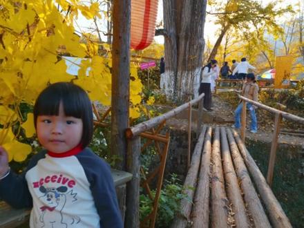 尤溪龙门场银杏林打卡