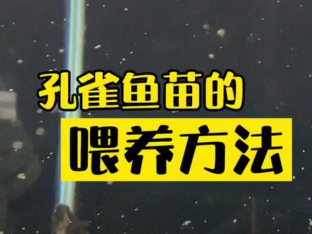 孔雀鱼苗的正确喂养方法,少食多餐很重要哦!#孔雀鱼 #孔雀鱼宝宝 #孔雀鱼苗 #孔雀鱼饲养方法 #孔雀鱼生小鱼