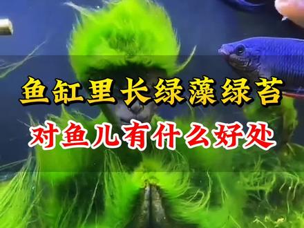 鱼缸里长绿藻绿苔对鱼儿有什么好处?#鱼缸 #养鱼 #养鱼人 #观赏鱼 #鱼缸青苔