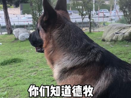 连我都震惊了! #德牧 #狗狗 #护卫犬 #宠物 #警犬