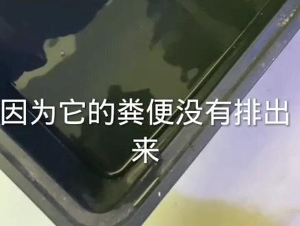 龟龟吃多来了浮水大家不用担心#这个乌龟的头好大 #龟龟🐢 #养龟日常