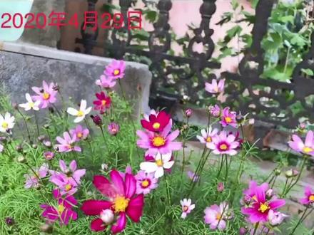 一个多月,从种子,发苗,长大,开花🌸我的格桑花格外美😍