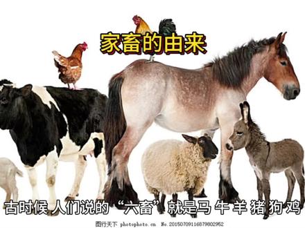 小朋友,你知道家畜是怎么来的吗?#科普一下 #动物科普