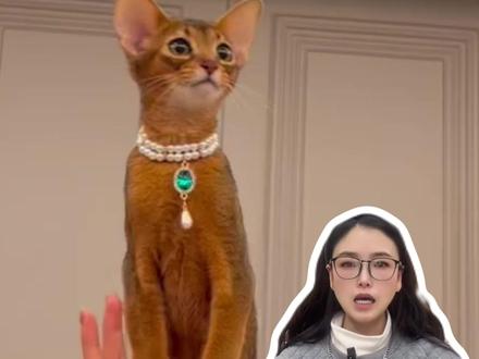 阿比西尼亚猫优缺点大合集!新手建议看完,再决定要不要养! @DOU+小助手 #阿比猫 #萌宠出道计划 #阿比西尼亚猫 #新手养猫