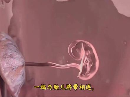 原来胎盘是这样形成的。有了胎盘就像孩子穿了小铠甲(保护宝宝抵御外来的风险),也是胎儿交换物质的窗口#本视频无不良引导 #胎盘
