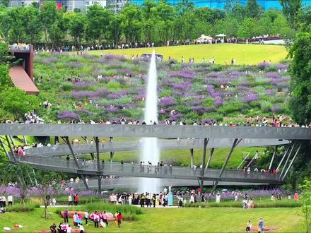 最近这里有点火啊,好多人来耍。#重庆 #绿心公园 #花海