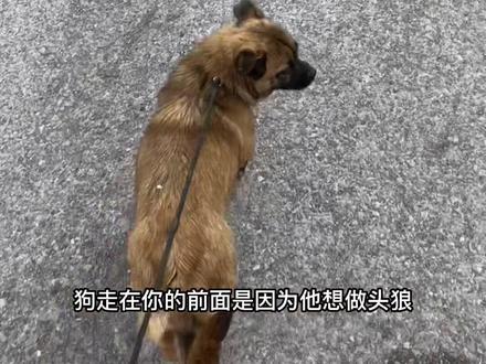 有人说遛狗的时候,狗走在你的前面是因为他想挑战你的地位,他想做头狼?简直是胡说八道#萌宠 #搞笑 #狗狗 #萌宠出道计划 #可爱到爆炸💥