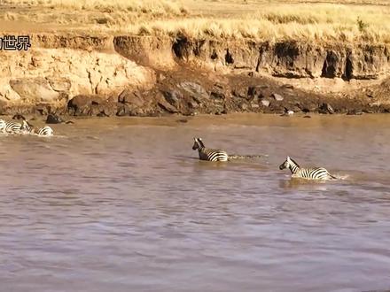 壮观的非洲草原大迁徙#神奇动物在抖音 #动物世界
