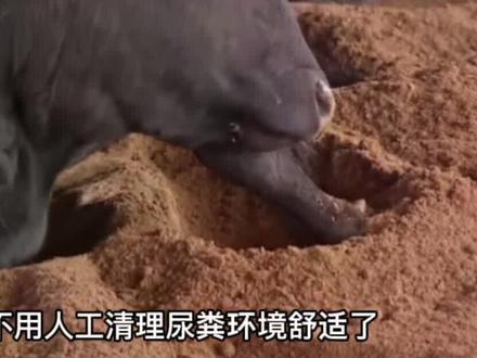 用锯末麦麸做成的牛床,牛粪5天就分解消失了#三农 #农业 #养殖 #养牛 #养羊 #发酵床