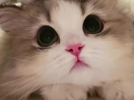 白菜白菜对我笑😋#白菜对我笑 #FUNK #抽象