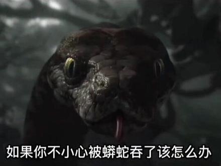 #科普 蟒蛇吞噬人类后,如何自救,以及被吞噬后是如何消化全过程!