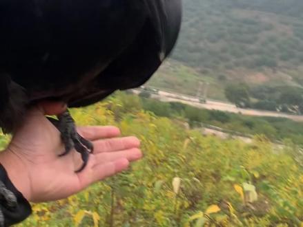 开启让你远离人群的正确打开方式#渡鸦#鸟类实拍#丧尸鸟 #红嘴山鸦