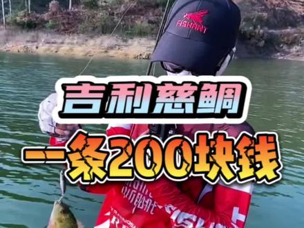 两百块一条的吉利慈鲷,其实就是南方的罗非鱼又称非洲鲫鱼,一种来自非洲地区的外来物种,繁殖能力极强,福建地区但凡有水的地方到处都是这种鱼!#吉利慈鲷 #罗非鱼 #非洲鲫鱼 #飞蚂蚁路亚 @飞蚂蚁路亚 @饶平路亚阿洁