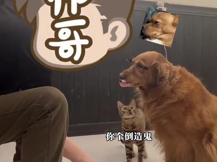 狗:练了一晚上选择题,结果考我填空题 #搞笑配音 #搞笑视频 #阳泉方言 #配狗大王 #狗狗