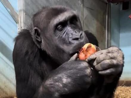 银背大猩猩吃洋葱 #神奇动物在抖音 #奇妙的动物 #野生动物零距离