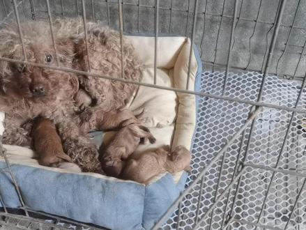 泰迪的小奶狗段尾,过程对人都是一种煎熬,狗妈也急得嗷嗷叫 #我家有个动物园 #狗狗生小狗 #幼犬 #小奶狗 #小狗🐶 #狗崽 #狗宝宝 #狗妈妈 #新生命 #狗狗🐶