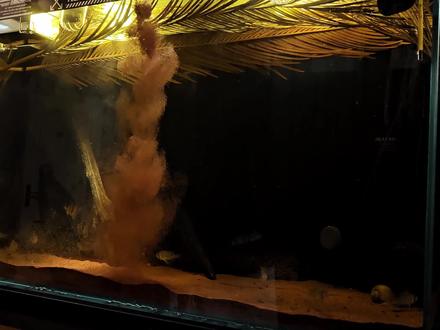 南美缸黑金风!铁树叶更换指南! #南美缸 #南美鱼 #养鱼日记 #热带鱼 #铲屎官 #低成本养鱼 #铲屎官日常