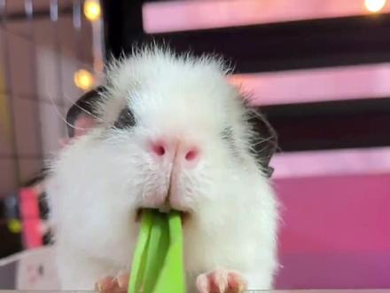 吃了一辈子西贝的荷兰猪也是吃上家常饭了@愣头青养宠日记 #荷兰猪 #荷兰猪豚鼠 #可爱到爆炸💥 #萌宠嗨翻天 #内容启发搜索