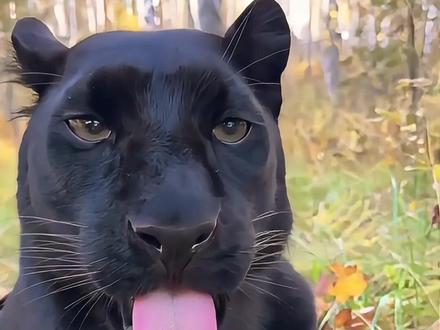 这么呆萌的黑豹露娜 你爱了吗?#动物解说#黑豹露娜 #动物科普#奇妙的动物