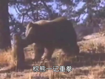 棕熊对战美洲狮,力量与速度的终极对决!