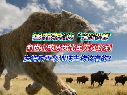 猛犸象都怕的 “史前杀器”,剑齿虎的牙齿比军刀还锋利! 你敢信吗?连体重 5 吨的猛犸象见了都得撒腿跑的 “史前杀器”,居然是只猫科动物?没错,它就是剑齿虎 ——#剑齿虎 #抖音精选 #史前巨兽