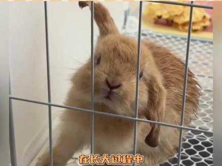 #垂耳兔 好可爱,原来垂耳兔并不知道自己的耳朵是垂的。#万万没想到 #冷知识