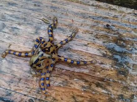 蓝环章鱼,有毒不敢碰它