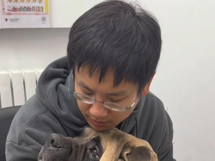 所有狗狗集体筛查,抗虫之路,道阻且长。#养狗日常 #德牧 #金毛 #马士提夫