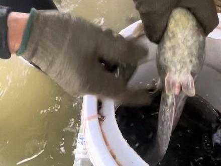 抓不完根本抓不完#真实户外 #户外抓鱼 #回忆童年