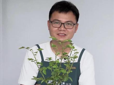 挑战180天牙签苗变6加仑大苗(第一天)#养花小知识 #种植小技巧 #分享家庭养花知识