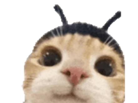 哇塞,是蜜蜂抠屁股! #万万想不到 #蜜蜂 #可爱