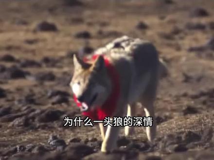 狼王格林催泪的片段#狼王格林 #重返狼群 #重返狼群背后的故事 #感动了亿万网友 #李微漪