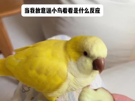 小鸟不用来玩,那将毫无意义 #万物可爱计划 #萌宠 #鹦鹉