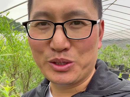 人人都想种这个红果子品种的蓝莓,它的名字叫红粉佳人。