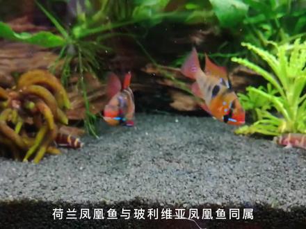 漂亮的小型热带鱼推荐:荷兰凤凰鱼好养吗 #养鱼日记 #养鱼养心 #养鱼日常 #荷兰凤凰繁殖