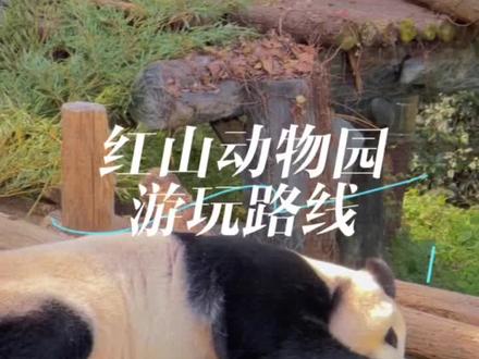 红山动物园,这一趟下来这里出来省力又方便,推荐大家过来看看这些中国本土版的神奇动物们
#红山森林动物园 #南京 #神奇动物在抖音 #南京红山动物园的动物好有个性 #南京红山森林动物园