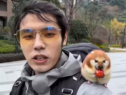 带 我的刀盾 买草莓吃,最后刀盾狗被打屁股了。#我的刀盾 #ai刀盾狗真的太可爱了 #刀盾狗 #萌宠搞笑日常 #宠物狗