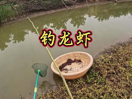 钓点龙虾给猫狗改善一下伙食! #乡村生活#三农流量扶持计划 #钓龙虾的快乐 #自制宠物美食 #小猫小狗的日常