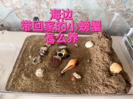 海边抓的小螃蟹不知道怎么养的可以看下,我的分享小经验😄#海边抓的小螃蟹 #海边抓的小螃蟹怎么养#螃蟹吃什么#捉螃蟹 #钓螃蟹