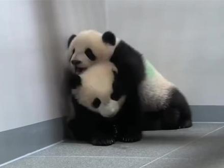 欢迎宝贝回家🎉🎉#大熊猫晓晓蕾蕾 #旅居海外的大熊猫 #国宝