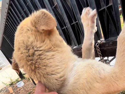 看来得上点强度了#阿黄 #杜宾罗圈