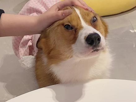 快帮我撑开眼睛看看今天吃啥 #柯基 #萌宠出道计划