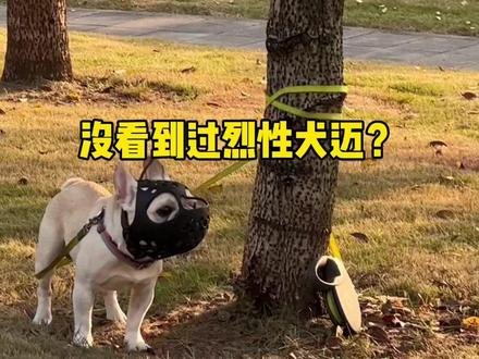 小树林惊现一只“烈性犬”
#法斗 #狗狗 #烈性犬