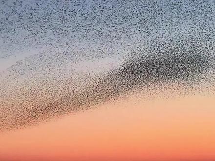 东营黄河口12月6日17:12实拍鸟浪
