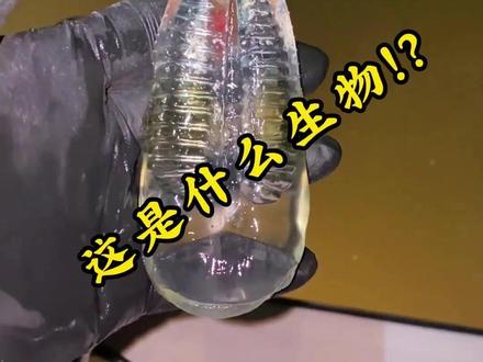 我有个大胆的想法....... #科普 #动物 #涨知识