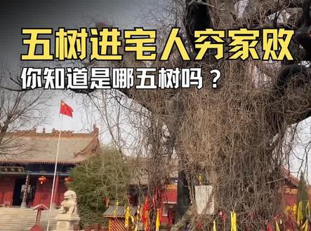 五树进宅,人穷家败!你知道是哪五树吗?#树 #松树 #柏树 #桑树 #槐树 #柳树 #涨知识