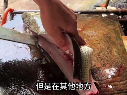 横县鱼生中的顶流赤眼鳟鱼 #科普知识 #赤眼鳟 #横县鱼生 #钓鱼人 #东江钓鱼